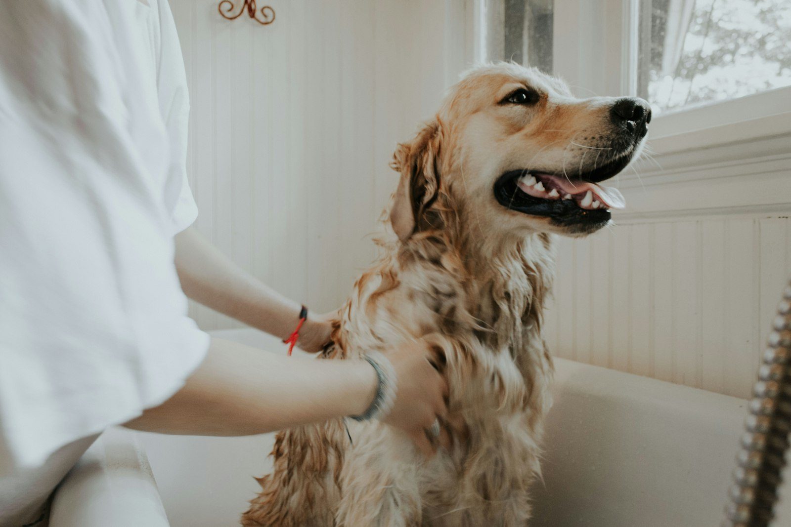 Illustrative photo: a golden retriever being bathed — not a photo of The Pet Shack Galway