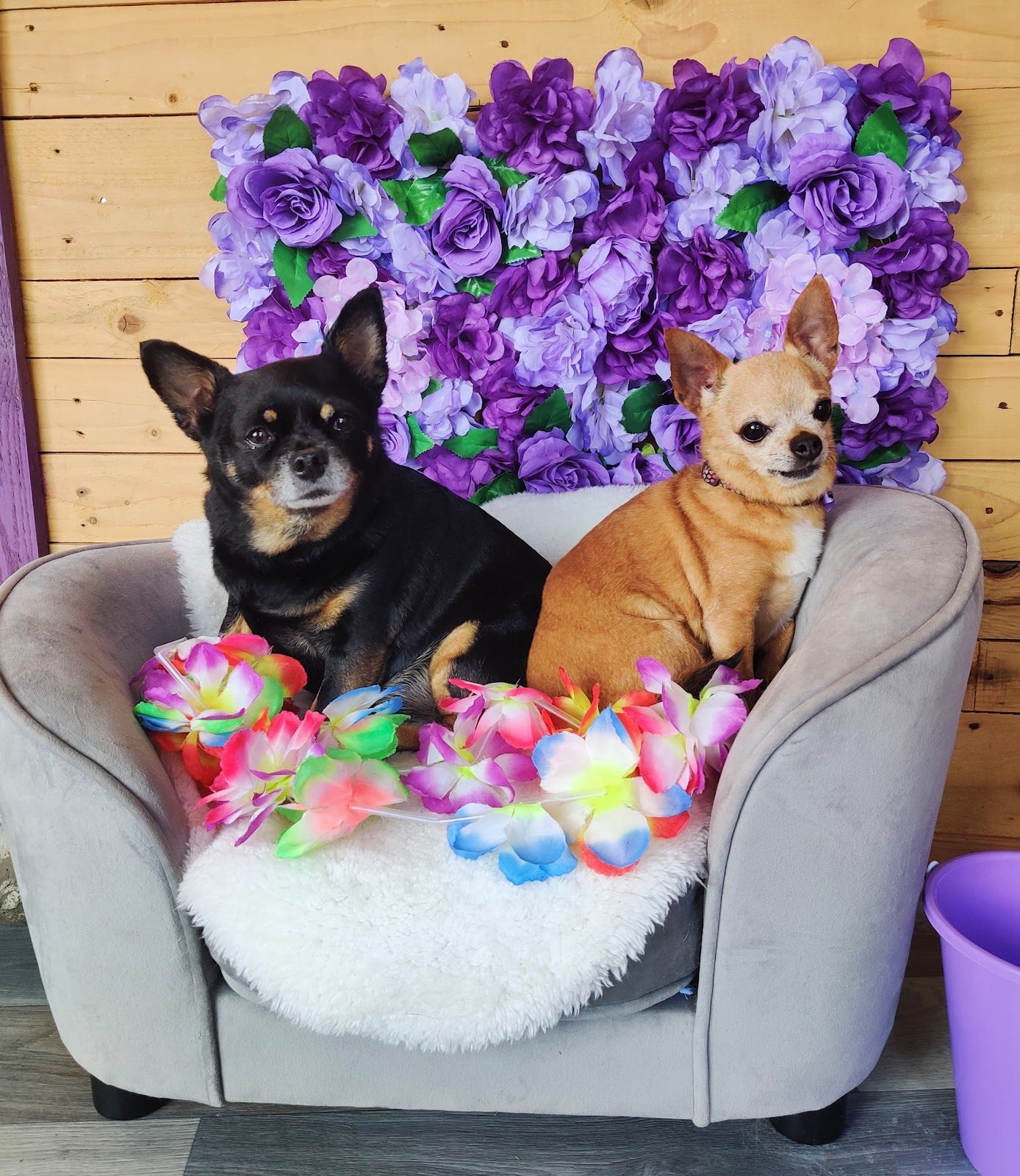 Two small dogs on a pet chair in The Pet Shack Galway salon, from the Google listing